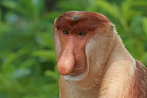 Male