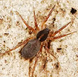 female P. albiventris