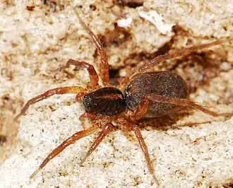 female