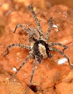 female P. wanlessi