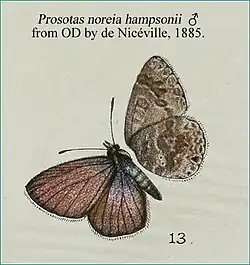 Dorsal view