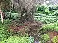 Prospect Creek at Cawarra Park, with weedy vegetation