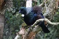 A tūī, a black and blue bird with white throat tufts, perched on a F. excorticata specimen.