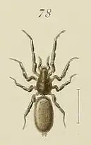 Z. asiatica
