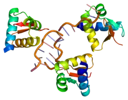 ADAR Protein.