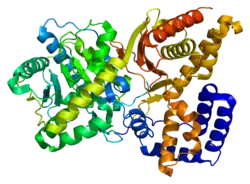 3D Structure of choline acetyltransferase