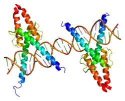 MyoD1 (MYF3)