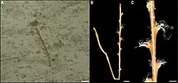 Protoptilum stet. (A). in situ image (B). whole colony (C). detail of polyps before preservation.