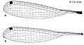Wings (male)