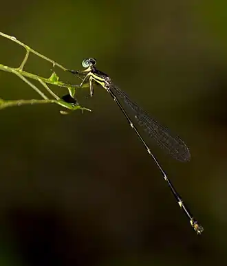 female