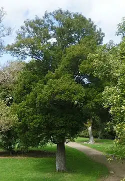 A mature Pectinopitys ferruginea specimen in a garden in Upper Hutt, New Zealand. A path is visible in the image.