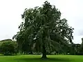 Second Wentworth Elm after pruning, Holyrood