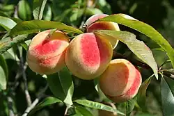 Peach tree