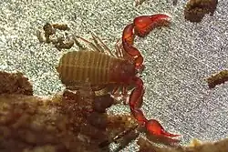 pseudoscorpion - Pselaphochernes scorpioides