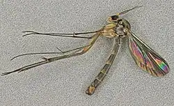 Colour photo of Pseudexechia trisignata specimine, it has a long thin body with six long thin legs, and two pearlescent wings