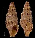 Pseudexomilus fuscobandatus