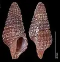 Pseudexomilus protemporalis