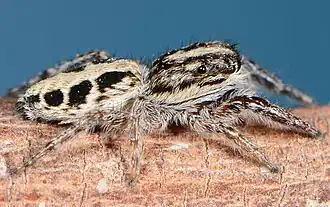 female P. adustus
