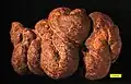 A Miocene pseudocoprolite from Washington state. This is one of the most common pseudofossils because it so closely resembles a coprolite. Scale in mm. See Spencer (1993).