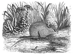 Drawing of gray mouse