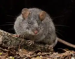 Brown mouse