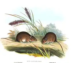 Drawing of brown and white mice