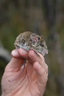 Brown mouse