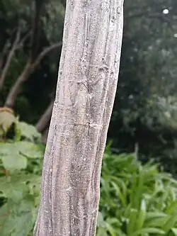 The trunk of an adult Pseudopanax ferox