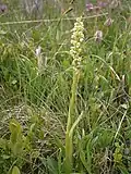 Pseudorchis albida