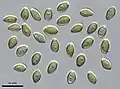 Psilocybe zapotecorum spores 1000x