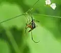 P. albipes