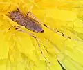P. discolor