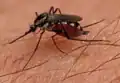 P. mathesoni