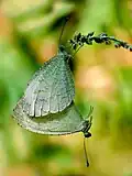 Mating