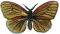 Illustrated adult