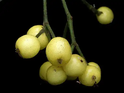 Fruit