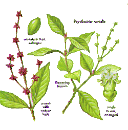 Psychotria viridis