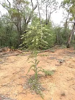 Horizontal branches