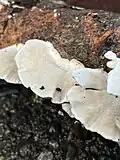 Ptenothrix maculosa on a turkey tail for scale, found off the road, Rainer ave, in King County, WA
