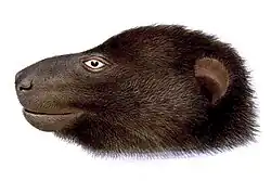 Drawing of brown bat head