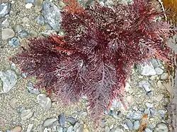 Pterocladia lucida out of the water
