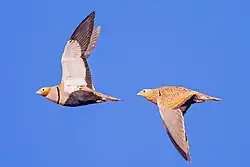 Black-bellied sandgrouse, Los Molinos Reservoir, Fuerteventura, Canary Islands