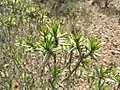 Pteronia fasciculata ("Paraffienbos")