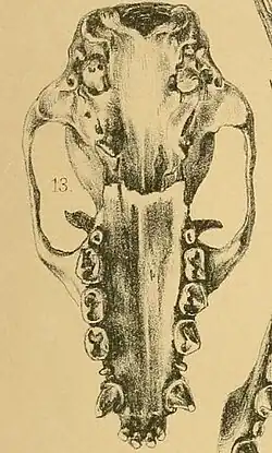 Drawing of bat skull