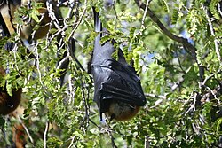 Brown bat