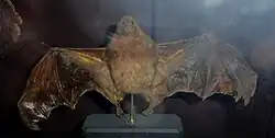 Brown bat