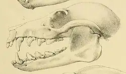 Drawing of bat skull