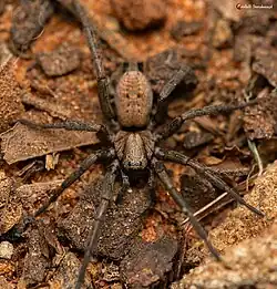 female