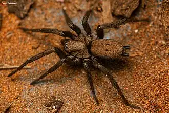 female