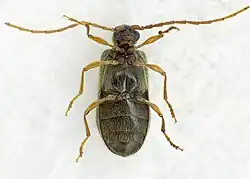 Male, underneath